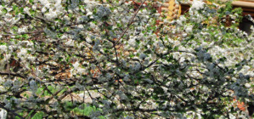 Несколько деревьев разных сортов цветут на дачном участке