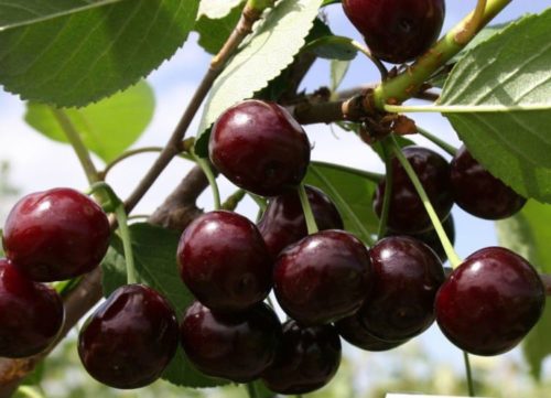 Спелые плоды вишни с темной кожицей на дереве сорта Хуторянка