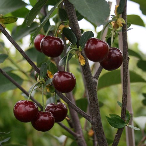 Крупные плоды темного окраса гибридной вишни сорта Пмять Еникиева