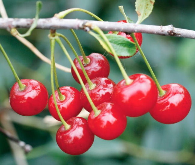 Ярко-красные ягоды гибридной вишни сорта Пламенная на ветке шестилетнего куста