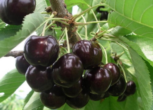 Насыщенный окрас плодов вишни сорта Россошанская черная