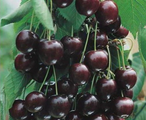 Черно-красная окраска спелых плодов вишни сорта Шоколадница