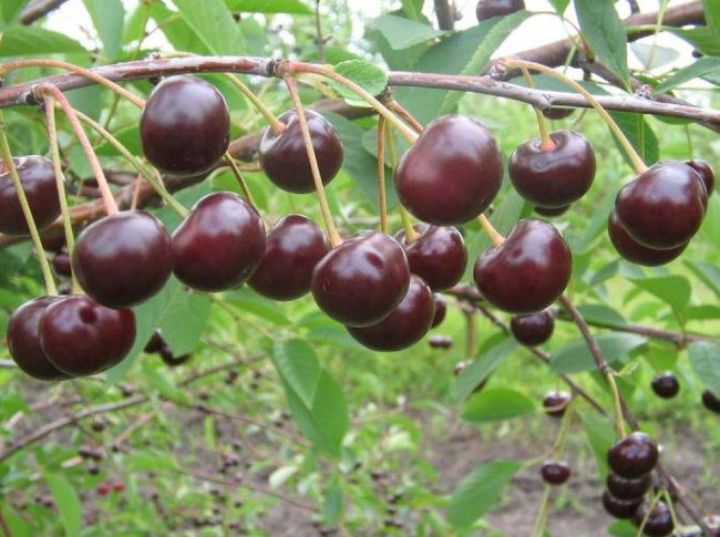 Спелые плоды вишни на ветке сорта Владимирская среднего срока созревания
