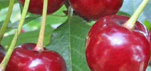 Сорт вишни Заранка вблизи плоды созреют