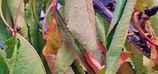 Засыхает листва на ветке вишни кончики уже сухие