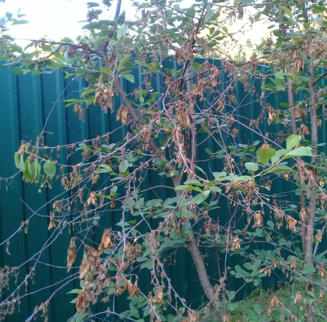 Сохнут листья на ветках вишневого дерева около металлического забора
