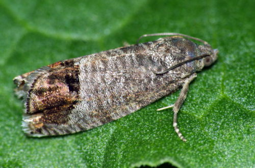Серо-коричневая бабочка крыжовниковой огневки на зеленом листике смородины