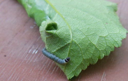 Серо-зеленая гусеница на листе красной смородины в середине лета