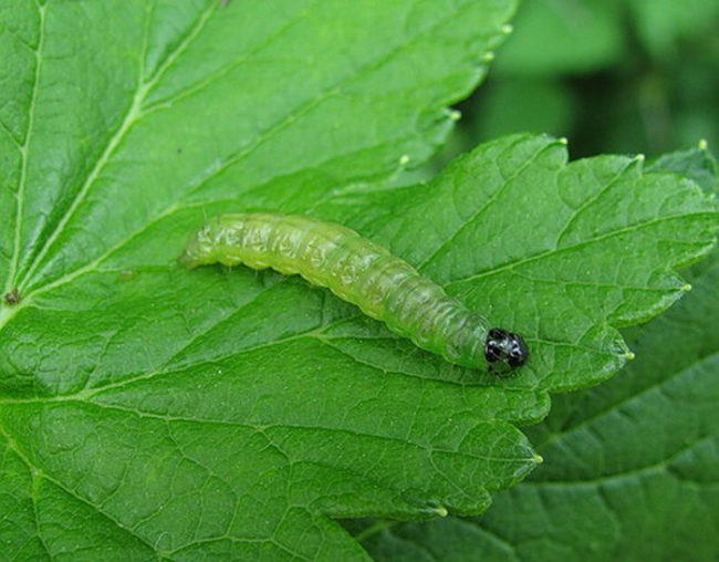Гусеница средних размеров на зеленом листе черной смородины в июне