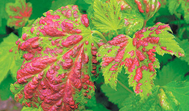 Признаки заражения красногалловой тлей листьев смородины
