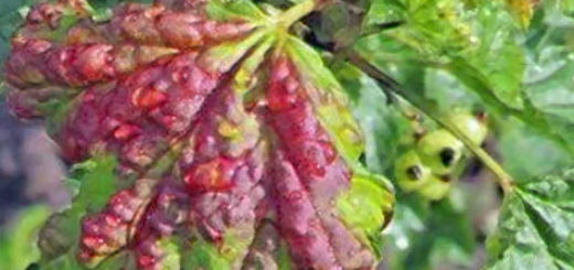 Слева лист смородины с обильным красным бугристым пятном