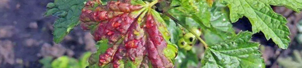 Слева лист смородины с обильным красным бугристым пятном