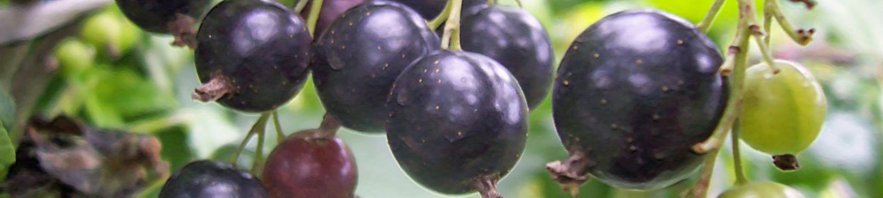 Спелые и созревающие плоды чёрной смородины