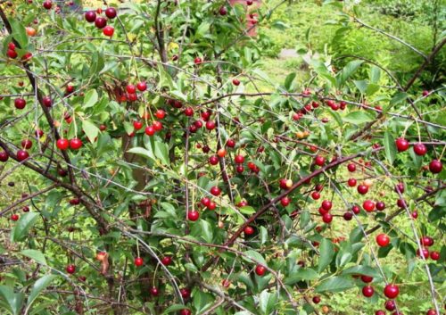 Созревание плодов на вишне сорта Золушка в Средней полосе России