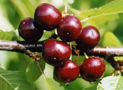 Внешний вид плодов вишни Шалунья отечественной селекции