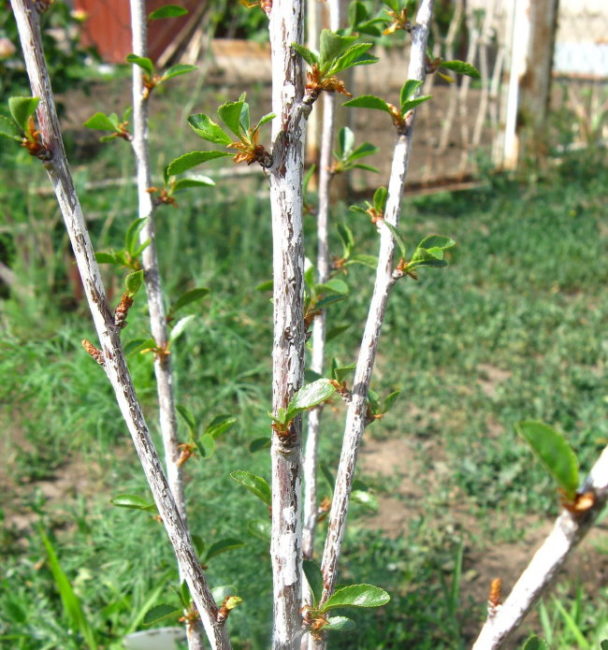 Ветки вишневого деревца с распускающимися листиками после зимы
