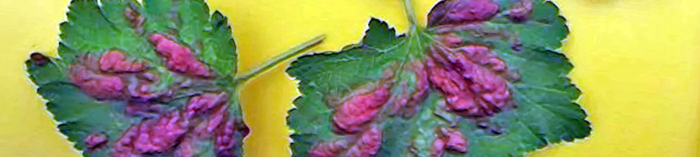 Красные пятна на листе смородины обильное поражение