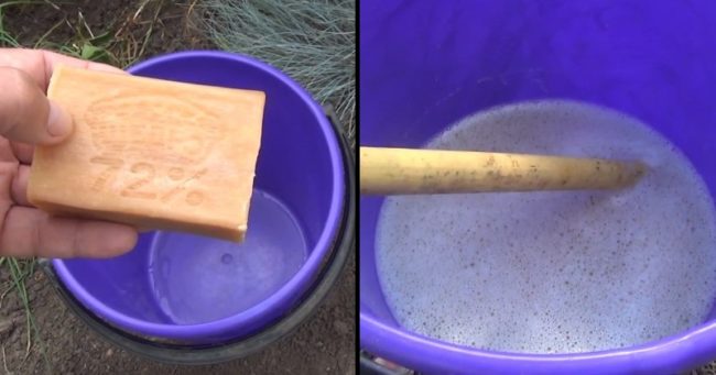 Подготовка раствора мыла для опрыскивания кустов смородины от тли
