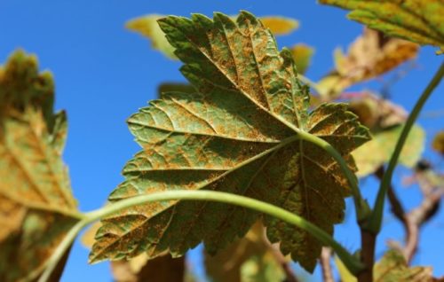 Признаки заражения смородины ржавчиной в виде пятен на нижней стороне листьев