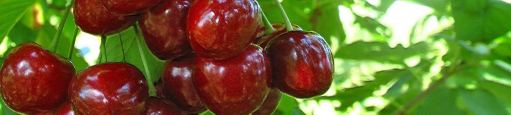 Созревающие плоды на ветке вишни Шалунья уже красные и спелые