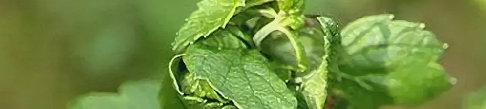 Лист смородины скрутился вблизи на верхушке растения