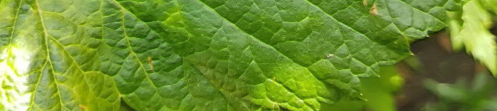 Светлеет лист смородины на кусте