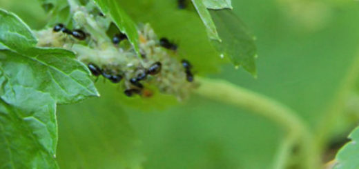 Тля и чёрные большие муравьи на смородине вблизи