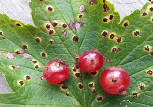 Признаки антракноза на листе и плодах красной смородины