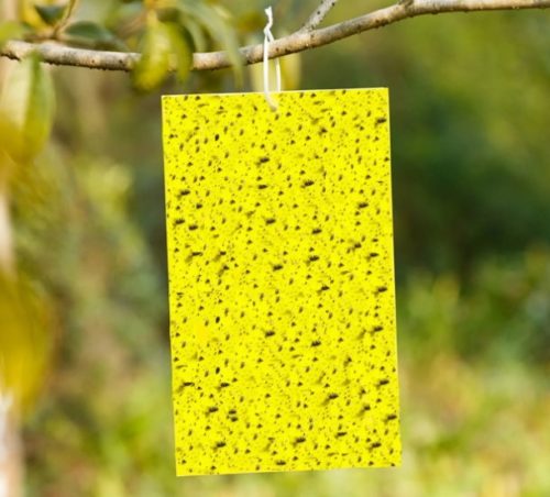Самодельная ловушка для белокрылки из листа желтой бумаги