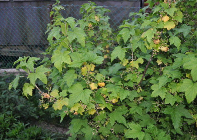 Куст смородины в начале лета с желтеющими листиками при недостатке воды