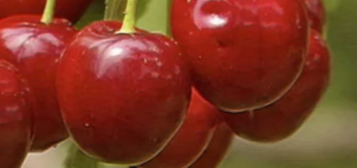Архивы Вишня - Сайт о фруктах и ягодах