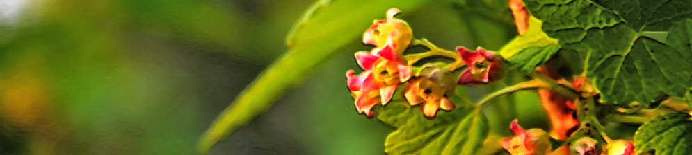 Цветущий цветок смородины в весенний период на дачном участке