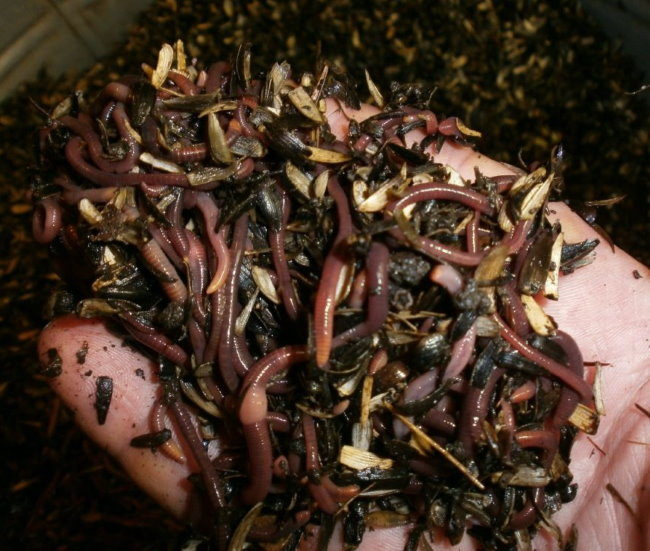 Горсть калифорнийских червей из домашнего компоста на ладони садовода