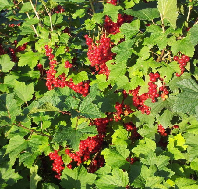 Созревание урожая красной смородины на загородном участке Московской области