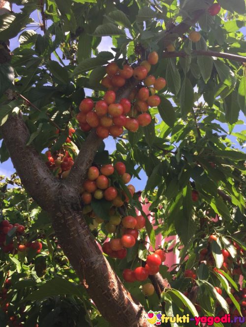 Плоды белой черешни на дереве